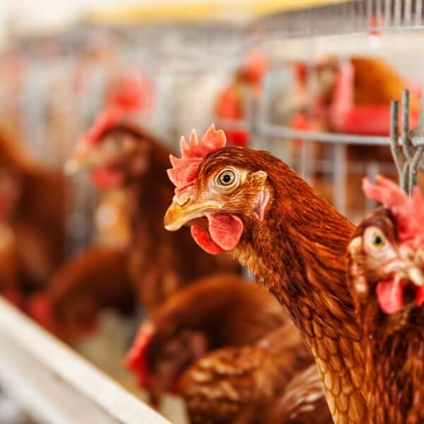 Curso online de Sanidad avícola Curso online de Sanidad avícola