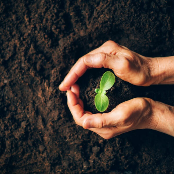 Abonado y fertilización en agricultura ecológica - Agricultura Abonado y fertilización en agricultura ecológica - Agricultura