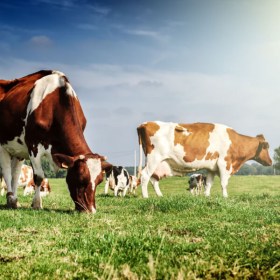 Gestión de crisis alimentarias - Agrario