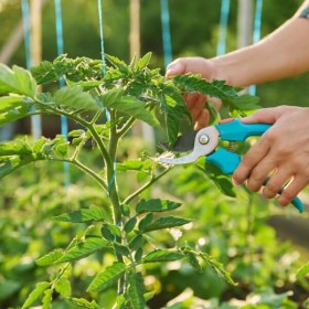 Curso online de Técnicas de poda