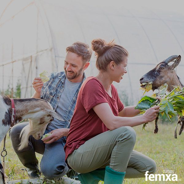 Ganadería sostenible: claves para modernizar tu explotación